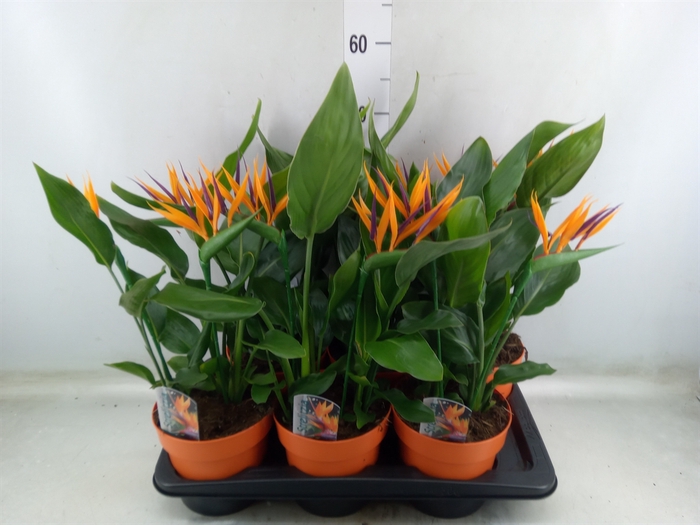<h4>Arr.  Strelitzia L%</h4>