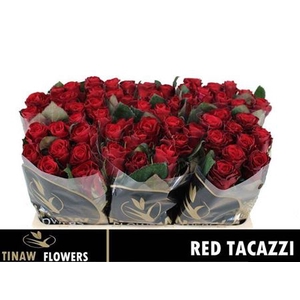 R Gr Red Tacazzi+