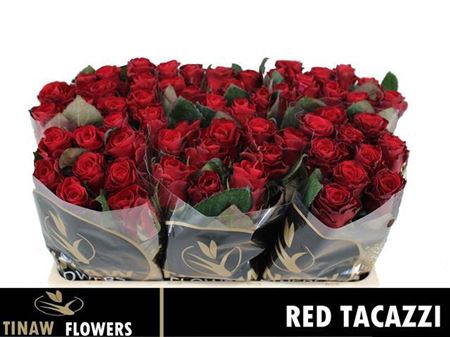 <h4>R Gr Red Tacazzi+</h4>
