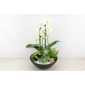 Arr2 Pl - Ebbischaal Phal. Cascade Wit V2