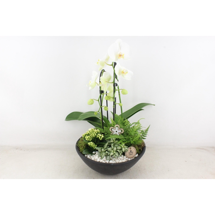 <h4>Arr2 Pl - Ebbischaal Phal. Cascade Wit V2</h4>