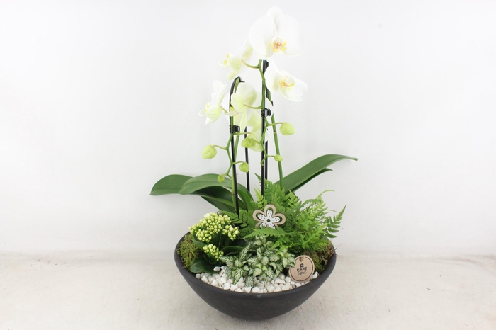 Arr2 Pl - Ebbischaal Phal. Cascade Wit V2