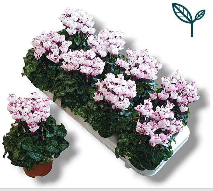 <h4>Cyclamen Premium Victoria Wit Roze</h4>