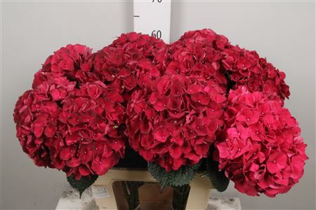 <h4>Hydr M Mag Dark Ruby</h4>