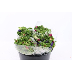 Anem Co Jerusal Mixed