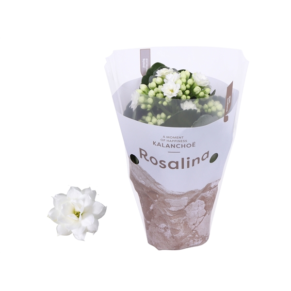 <h4>Kalanchoe Rosalina 07cm TST Don Dione, Witte hoes</h4>