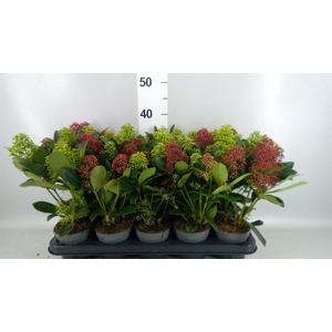 Skimmia   ...