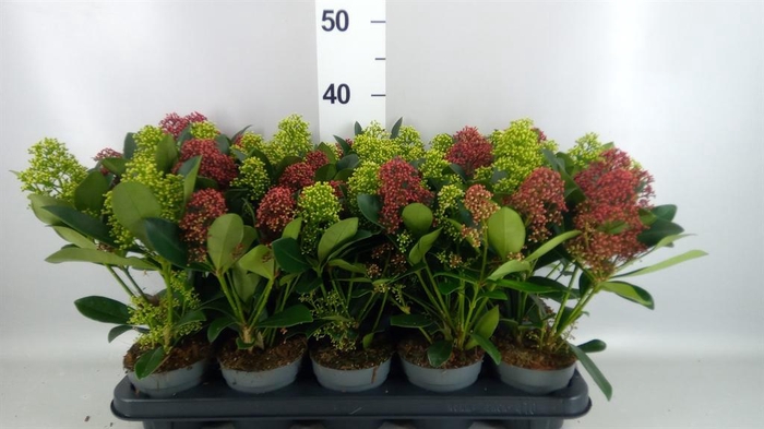 <h4>Skimmia   ...</h4>