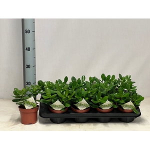 CRASS OVATA