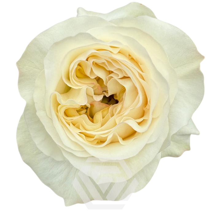 <h4>R GR VICKY GARDEN Tessa</h4>
