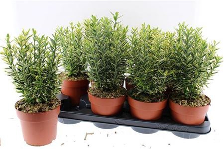 <h4>Euonymus Ja M Aureov</h4>