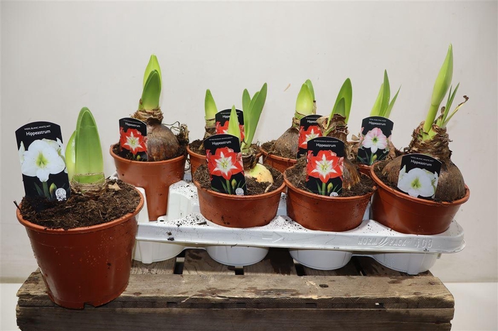 <h4>arr8 Hippeas Gem</h4>