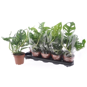 MONSTERA ADANSONII