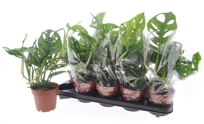 <h4>MONSTERA ADANSONII</h4>