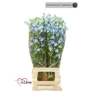 DELPH EN M PLAT BLUE