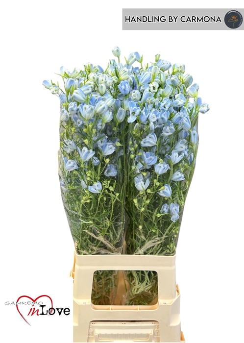 <h4>DELPH EN M PLAT BLUE</h4>