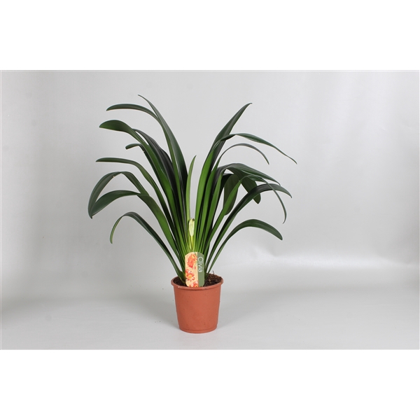 <h4>Clivia miniata XL 4 jaar oud</h4>