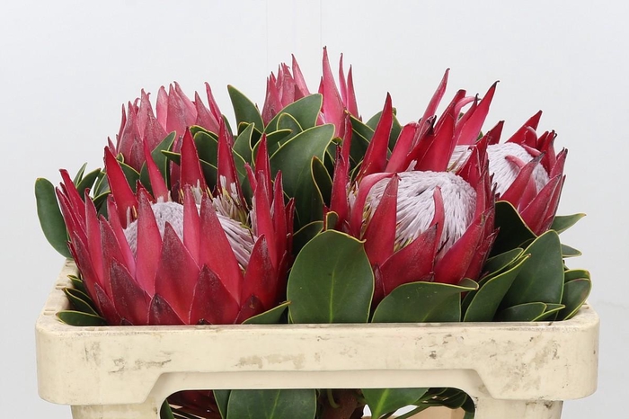 <h4>Protea Cynaroides Madiba</h4>