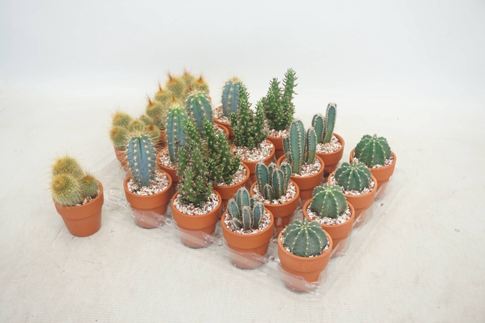 <h4>CACTUS GEM 5 SRT</h4>