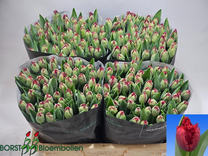 <h4>TU FR PEARL HARBOR</h4>