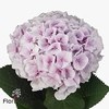 Hydrangea royal surprise