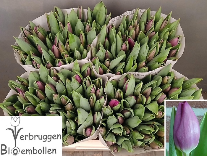 <h4>TU EN ROESKA</h4>