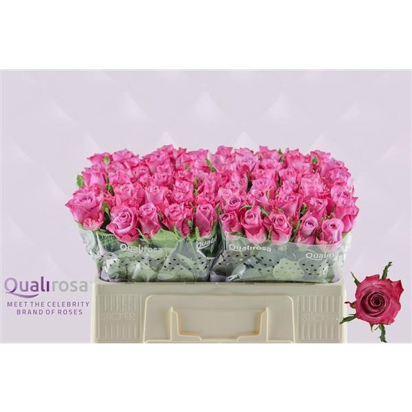 <h4>R Gr Deep Purple</h4>