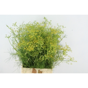 FOENICULUM VULGARE