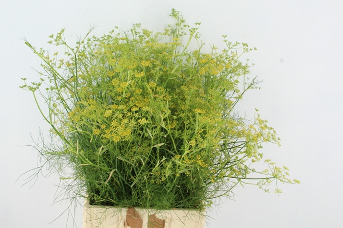<h4>FOENICULUM VULGARE</h4>