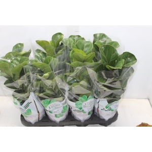 FICUS LYRATA BAMBINO P15 COMPACTO