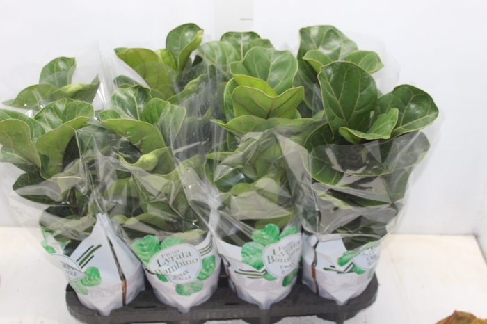 <h4>FICUS LYRATA BAMBINO P15 COMPACTO</h4>