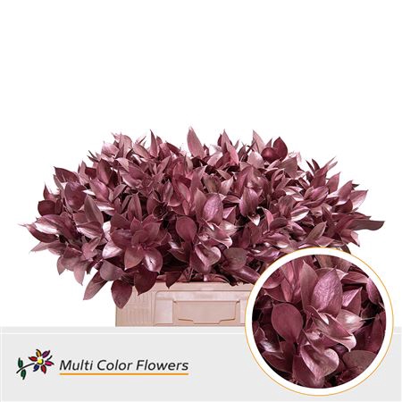 Ruscus Kl Bh Rose Goud