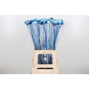 Craspedia Kl Bh Blue Lagoon Mix