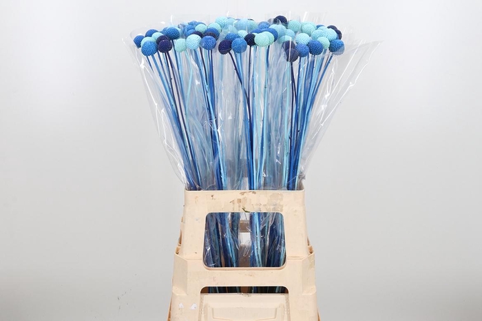 <h4>Craspedia Kl Bh Blue Lagoon Mix</h4>