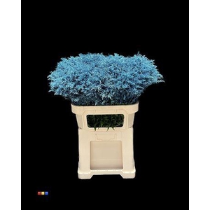 Solidago Metallic Blue