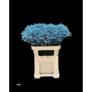 Solidago Metallic Blue