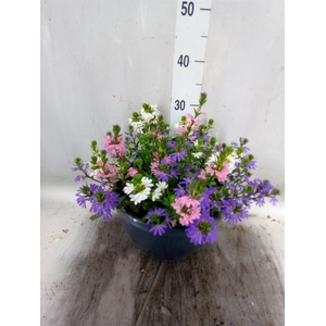 Scaevola aemula