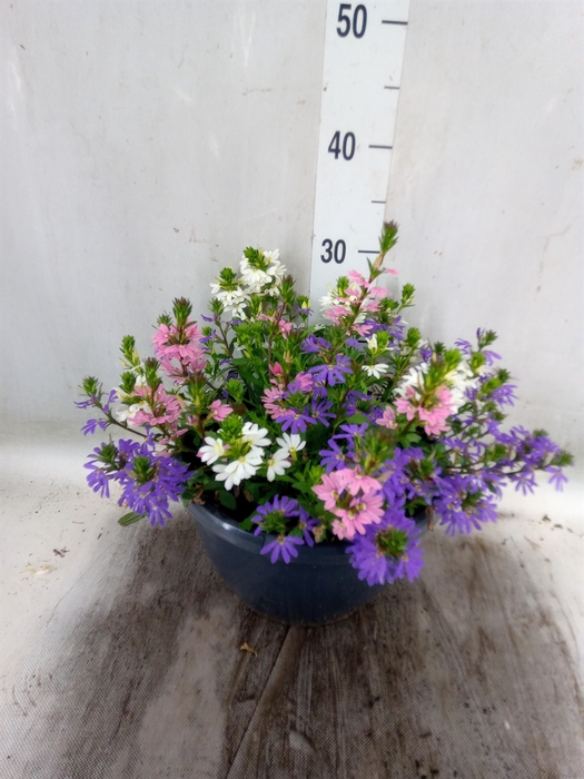 <h4>Scaevola aemula</h4>