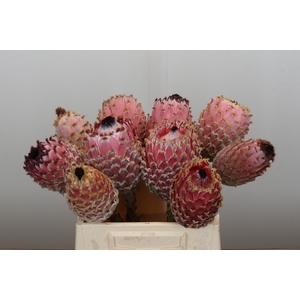 Protea Barbigera No leaves