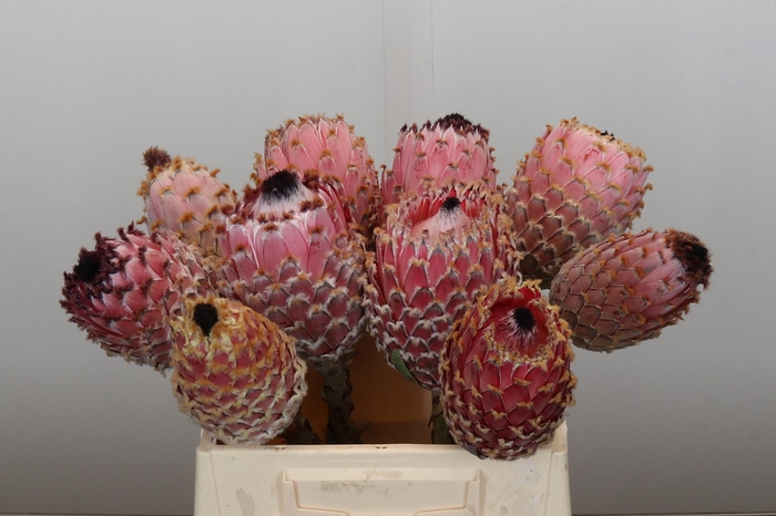 <h4>Protea Barbigera No leaves</h4>
