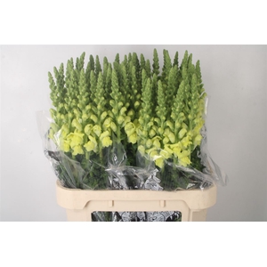 Antirrhinum Nl. Yellow Legend