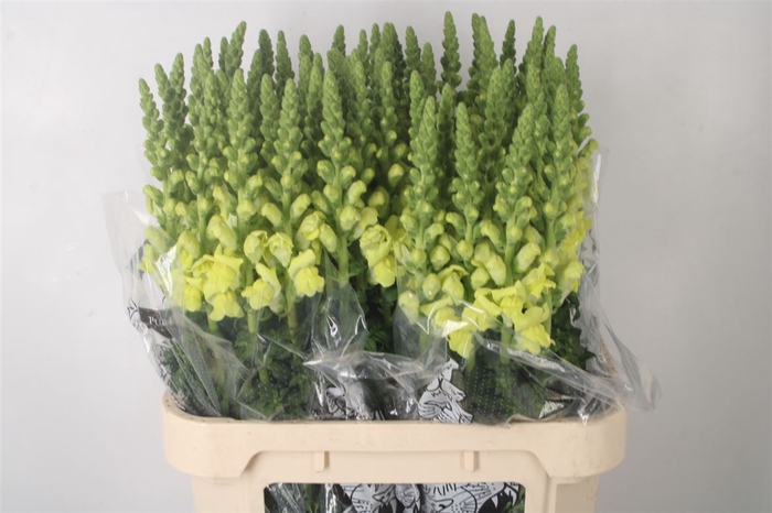 <h4>Antirrhinum Nl. Yellow Legend</h4>
