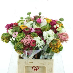 Ran Cloni-ponpon Mix In Bunch Extra