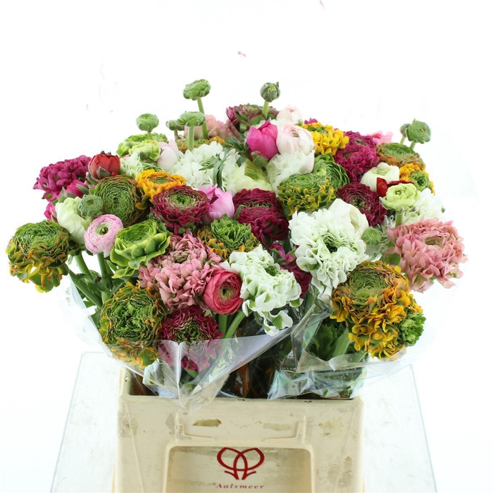 <h4>Ran Cloni-ponpon Mix In Bunch Extra</h4>