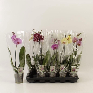 PHAL GEM