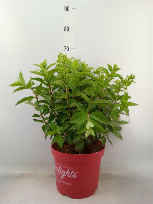 <h4>Hydrangea pan.</h4>