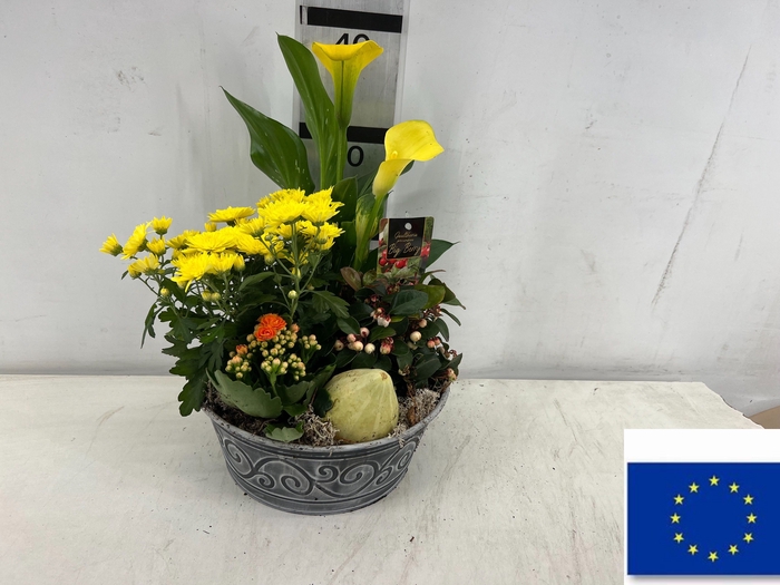 <h4>ARR TUINPLANTEN</h4>
