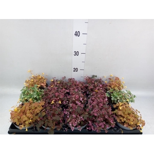 Oxalis   ...mix