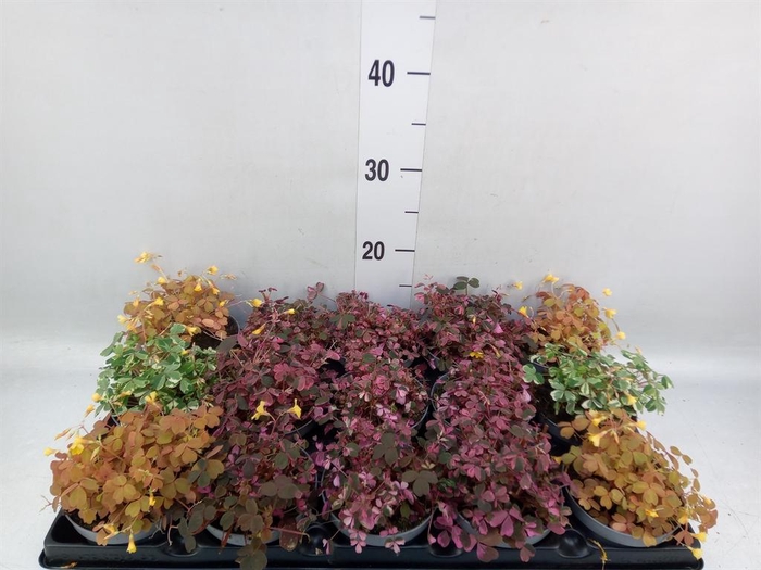 <h4>Oxalis   ...mix</h4>