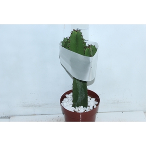 CACTUS EUPHORBIA MANDACARU P17